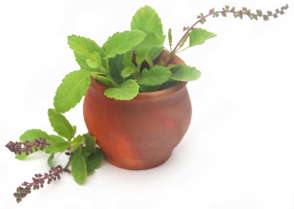 Tulsi Vrindavan: A Sacred Symbol of Devotion and Purity