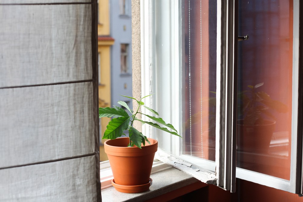 Best Plants to Grow in a Mud Pot for a Thriving Garden