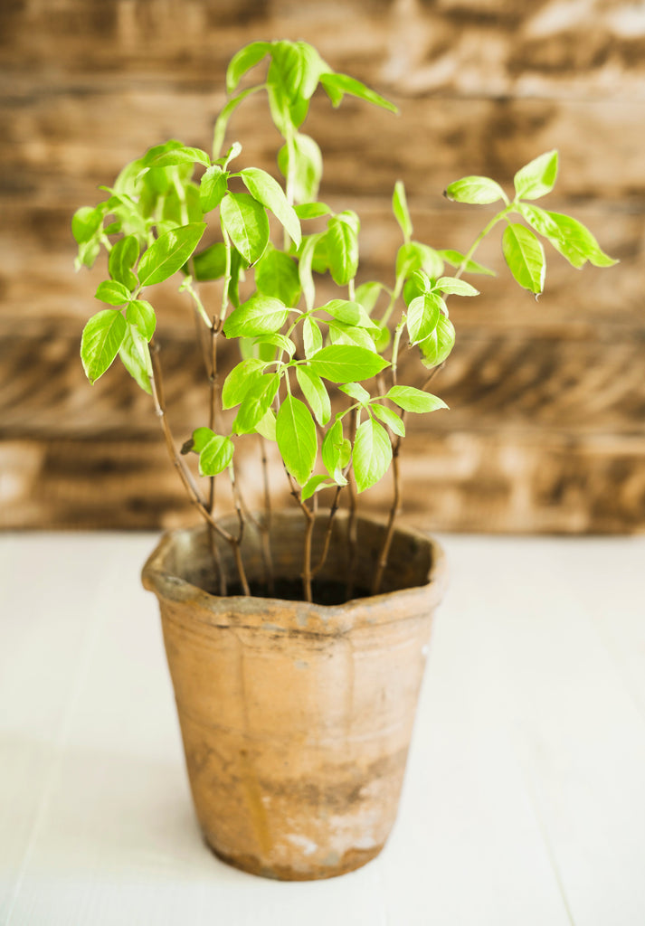 Vastu Benefits of Placing a Tulsi Vrindavan in Your Home